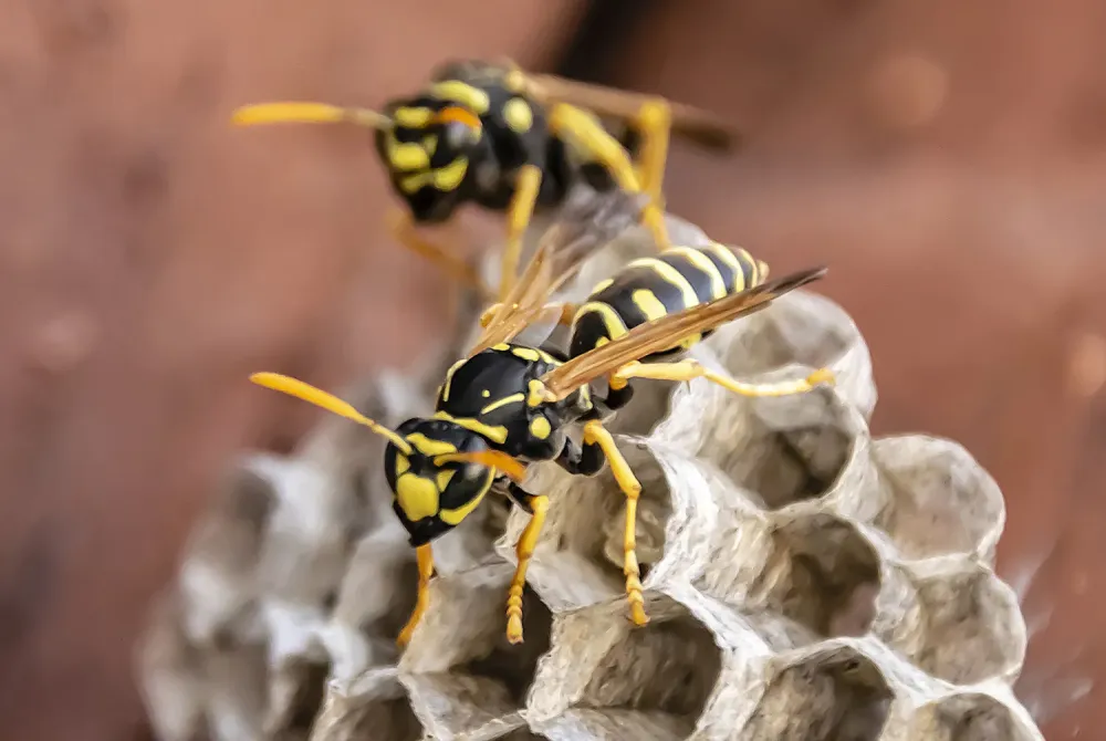 Destruction de nids de guêpes au Grand-Quevilly