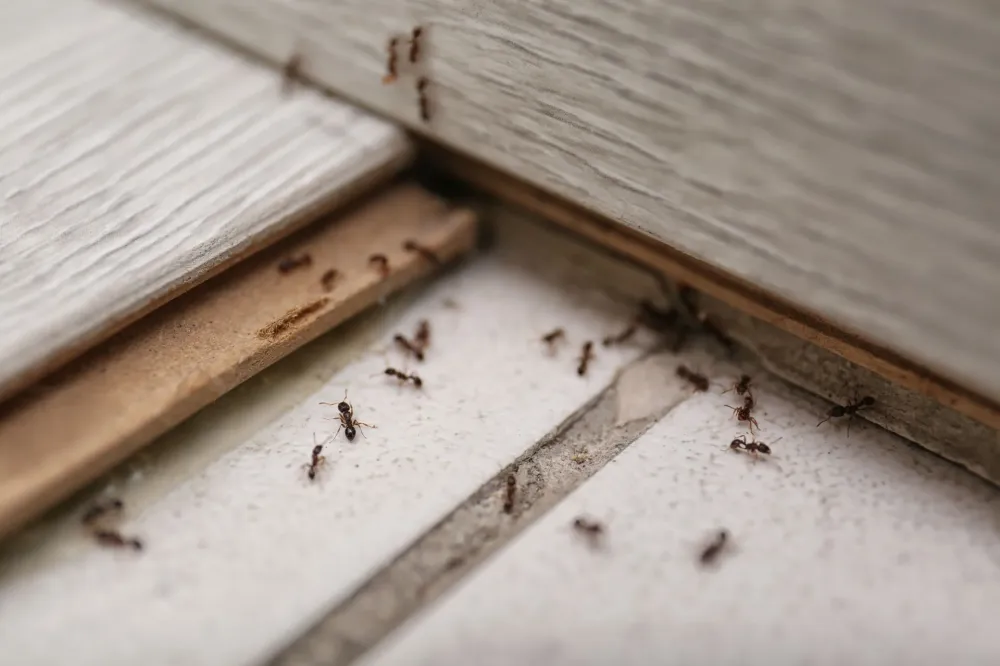 Nids de fourmis à Le Grand-Quevilly