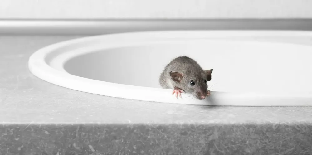 Souris à Le Grand-Quevilly